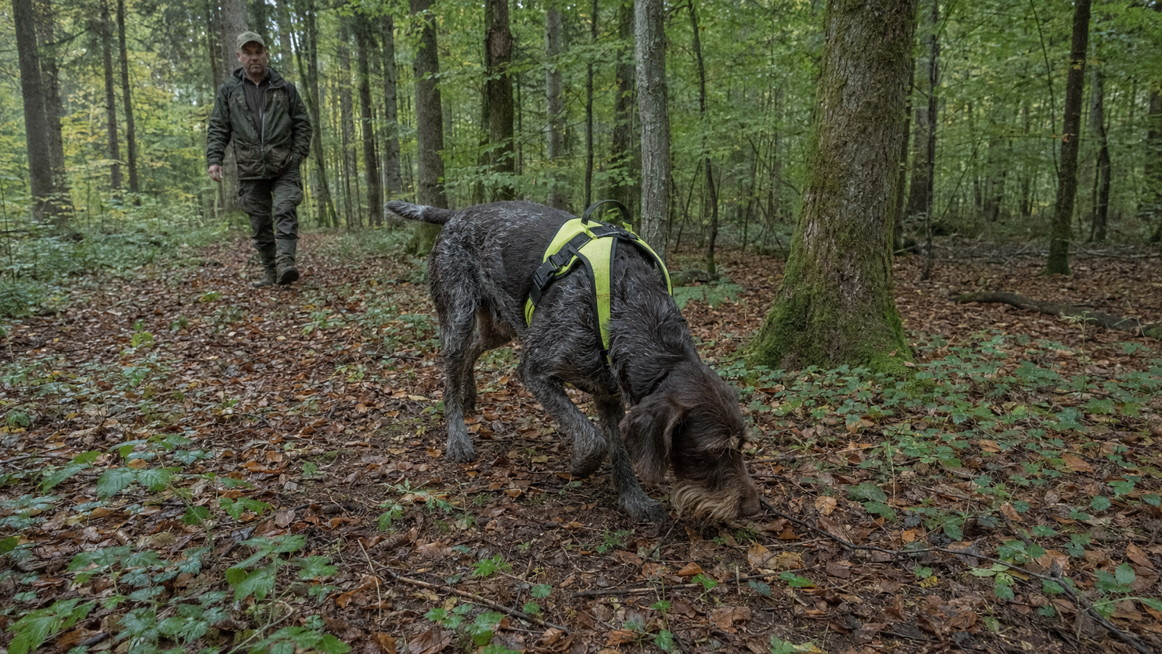Deutsch Drahthaar bei konzentrierter Sucharbeit im Wald