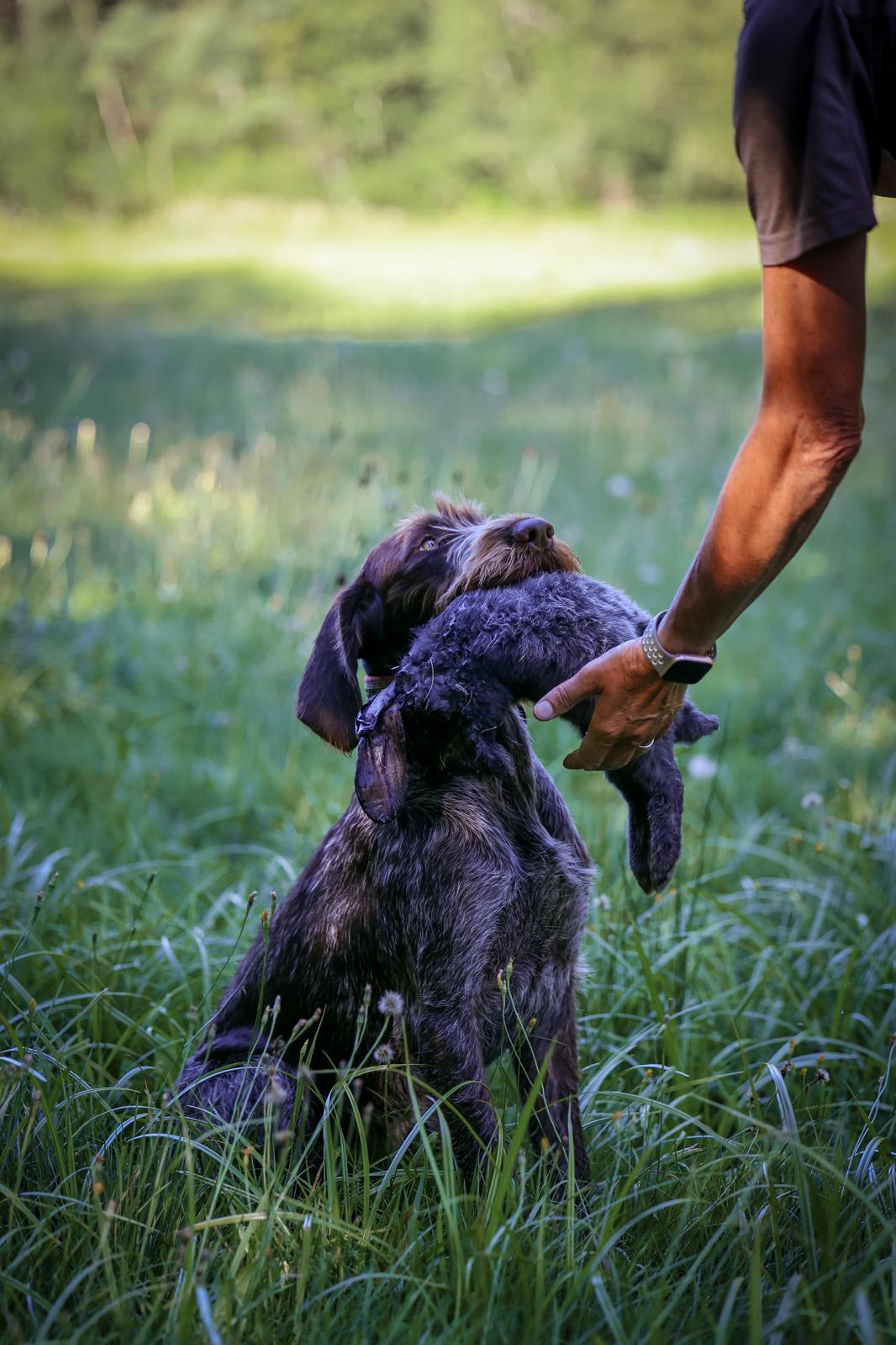 Jagdhund bei der Bringarbeit mit seinem Hundeführer im Revier